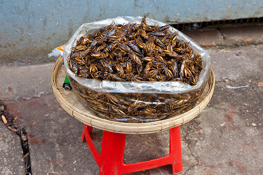 big bag of insects