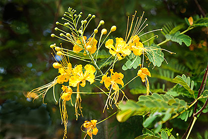 yellow flower