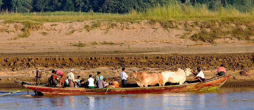 canoe with cattle