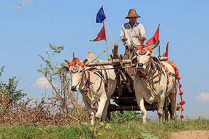 ox cart approaching