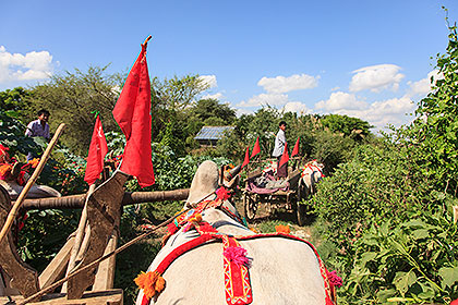 on ox carts