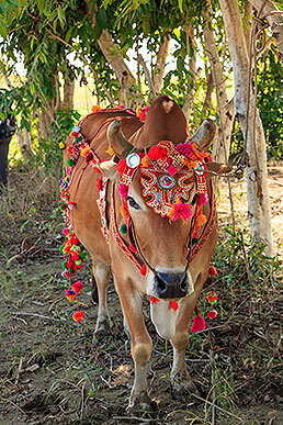 decorated ox