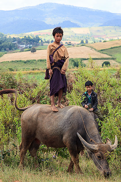 boy on bullock