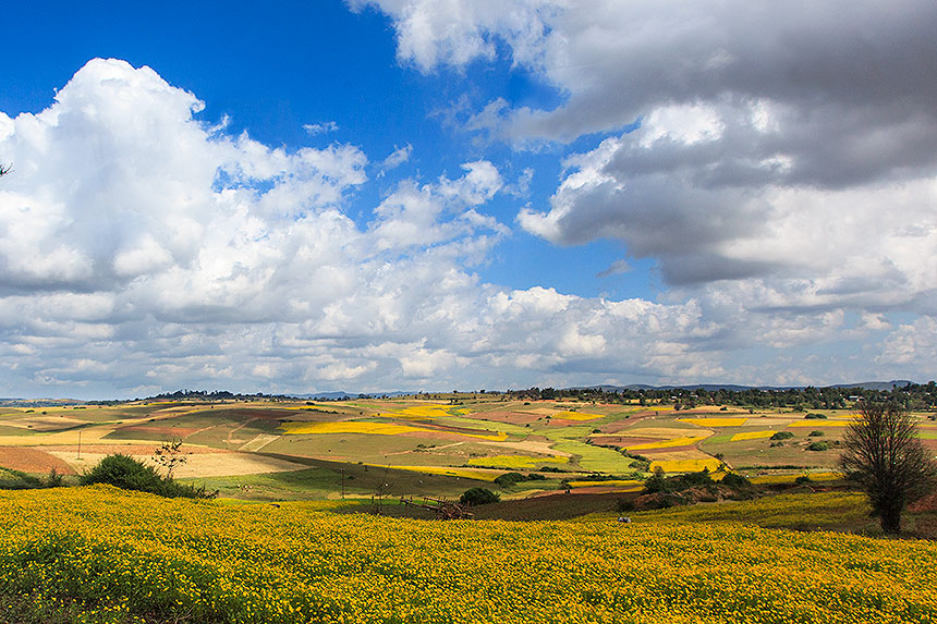 croplands