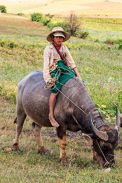 boy on bullock