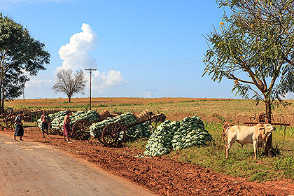 cabbages