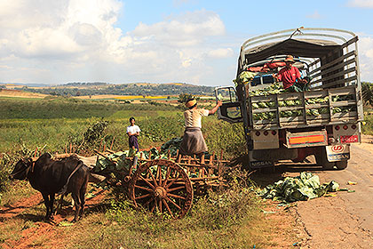 loading cabbages