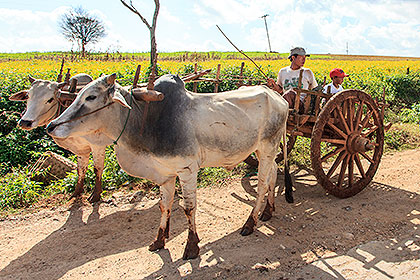 ox-cart