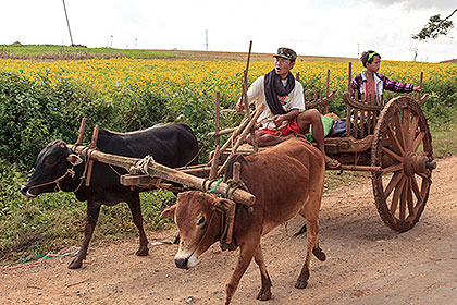 ox-cart