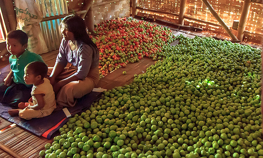 family and tomatoes