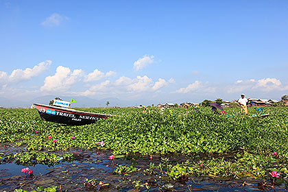 boat and hyacinths