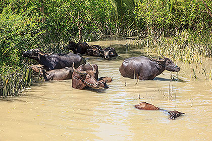 water buffalo