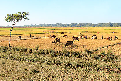 field with cattle