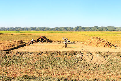 field with wheat