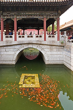 Pond with gold fish