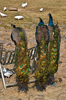 Peacocks