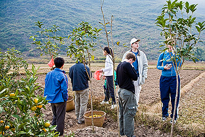 In fruit orchard