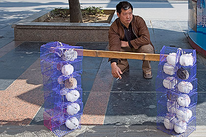 Man with caged bunnies