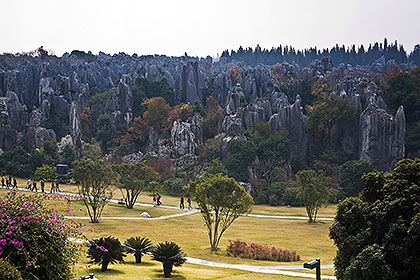 Stone Forest