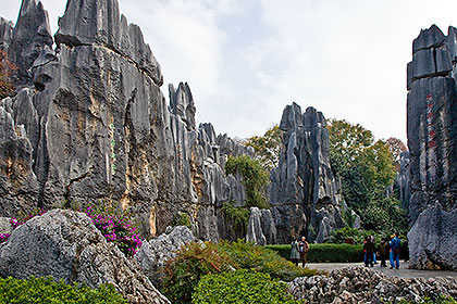 Stone Forest