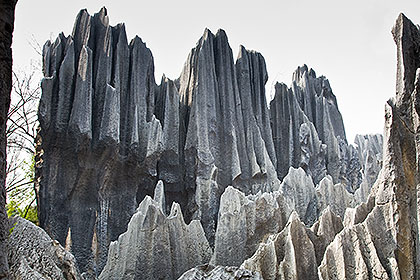 Stone Forest