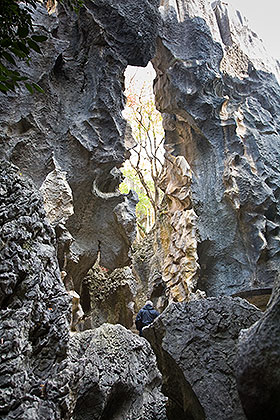 Stone Forest