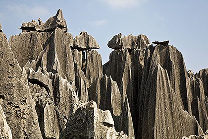 Stone Forest