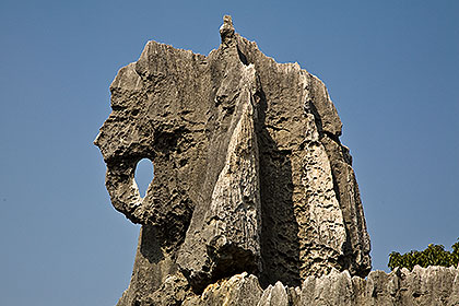 Stone Forest