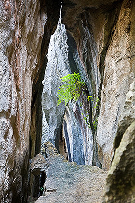 Stone Forest