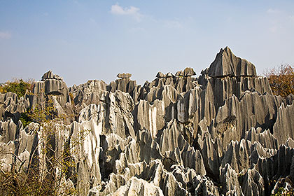 Stone Forest