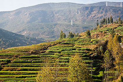 Terraced agriculture