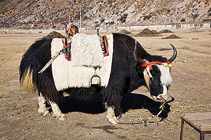 Yak