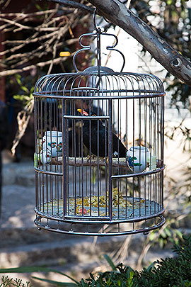 Bird in cage