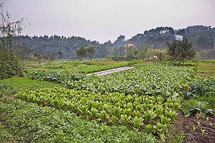 Field of vegetables