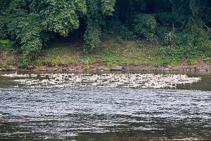 Ducks on river