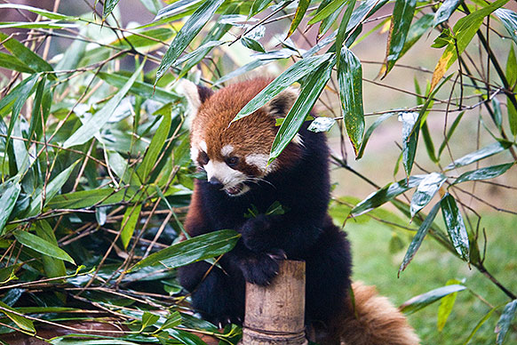 Red panda on ground