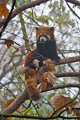 Red panda in tree