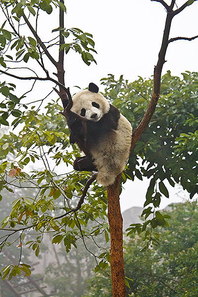 Giant panda in tree