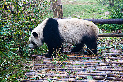 Giant panda