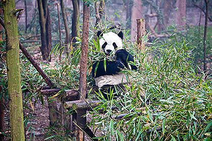 Giant panda eating