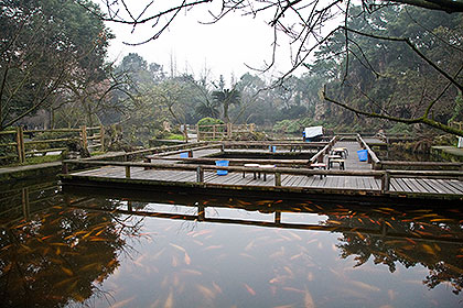 Fish pond