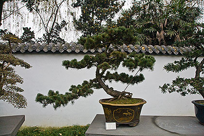 Bonsai