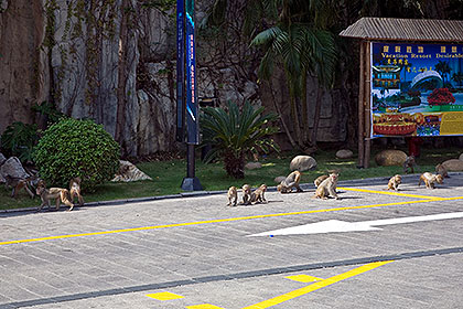 Monkeys at hotel entrance