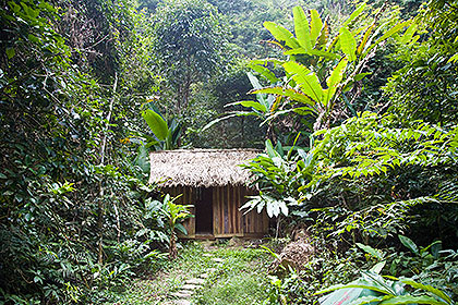 Thatched hut