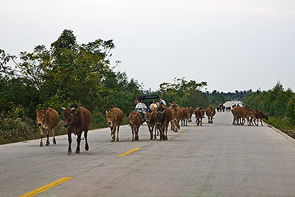 Cattle on highway