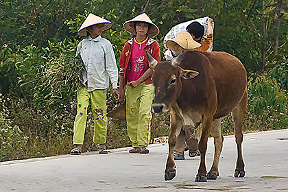 Women with cattle