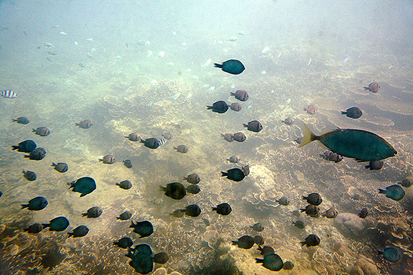 Fish seen from glass bottomed boat