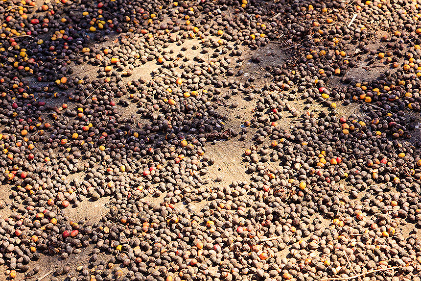 coffee beans on pavement