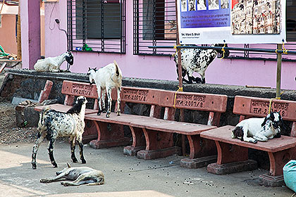 Benches and goats