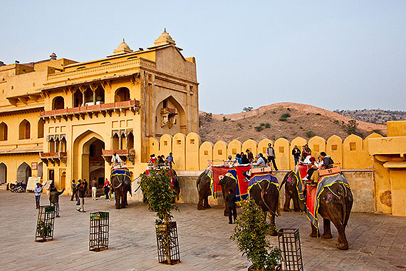 Elephants at Fort